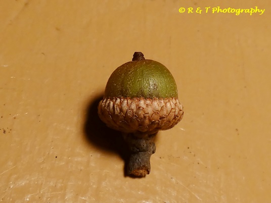 {Quercus falcata}